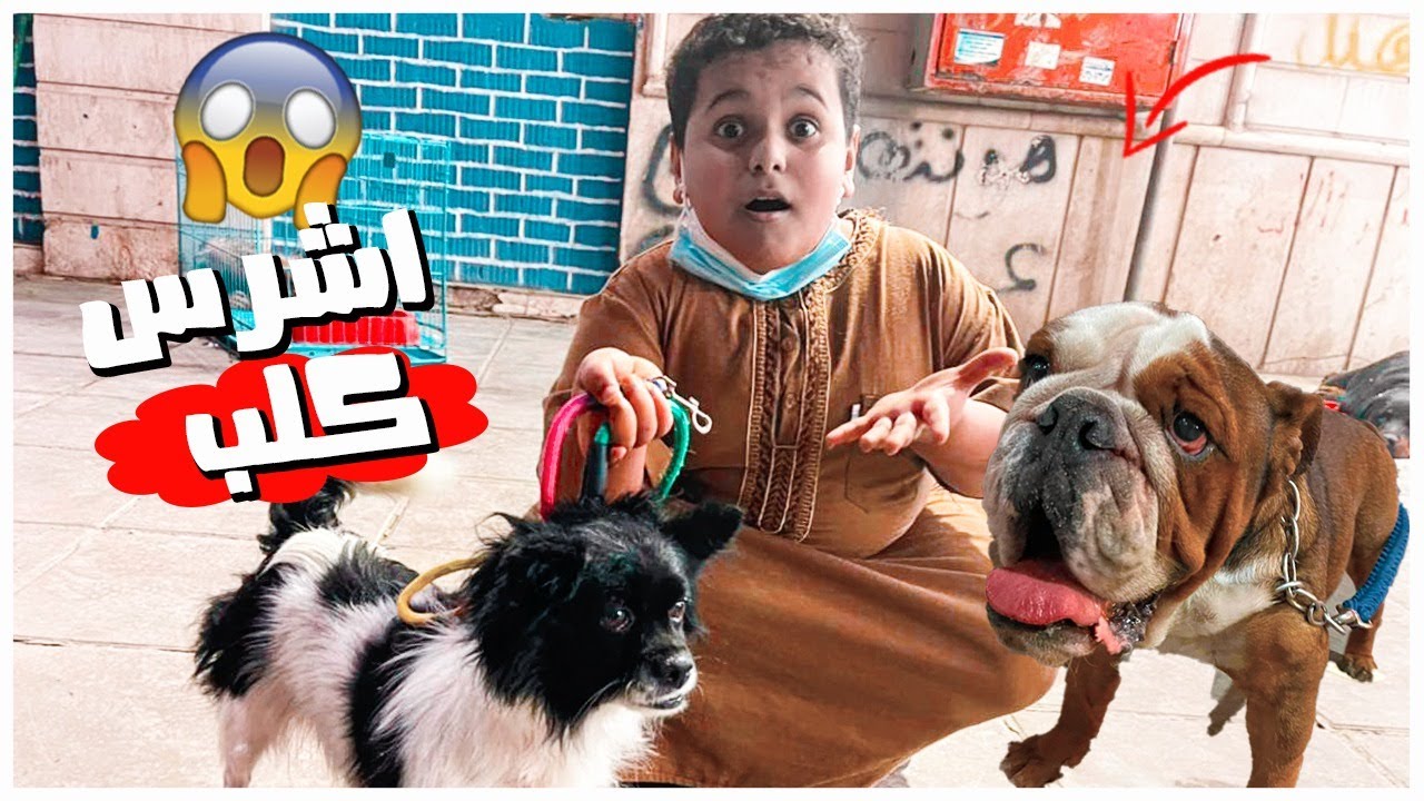 البطريق يشتري اشرس كلب بالعالم 😱💔