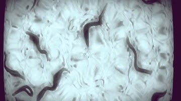 THE DEAD SOCIETY- Plasmodium