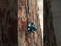 big beetle #2025 #trending #viralvideo