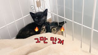 으르릉과 귀여움이 가득한 밤송이 고양이 가족 by 무겐의 냥다큐 10,369 views 10 hours ago 8 minutes, 51 seconds