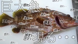 『たかすぎる魚』生きてる巨大アズキマスを早さばき！お造りにしたらうますぎた