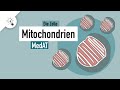 Mitochondrien | Aufbau & Funktion | MedAT | Biologie