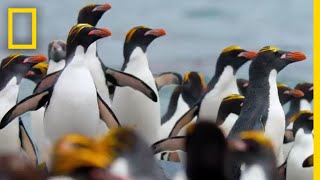 Macaroni Penguins Swim, Surf, and Dodge Seals to Survive – Ep. 2 | Wildlife: Resurrection Island
