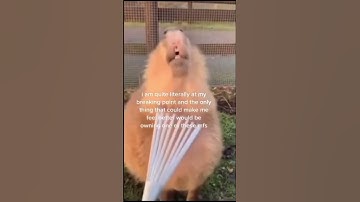 Capybara🥰 #capybara #cute #animals #dalat #capy #capi #capybaras #kapibara #kapilsharmashow
