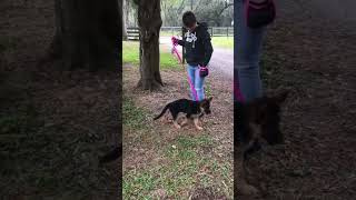 Can early environmental exposure and sensory enrichment shape a puppy’s future temperament