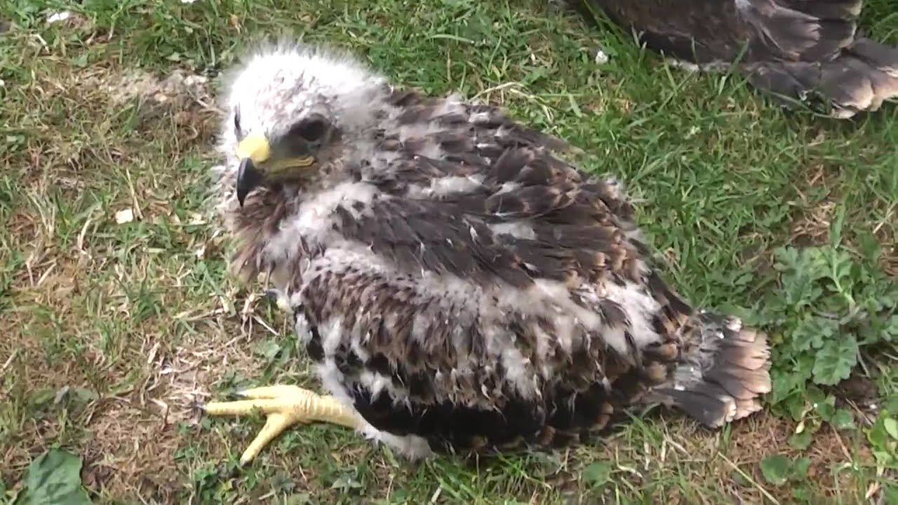baby mississippi kite bird baby mississippi kite bird
