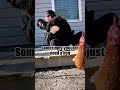 Sweet rooster gets on owner&#39;s lap and gives her a hug!