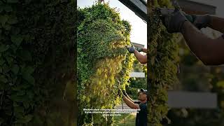 Giant Lion Sculpture Transformed Into Stunning Living Garden Art.