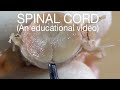 SPINAL CORD - External Features (An educational video)