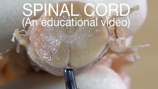 SPINAL CORD - External Features (An educational video)