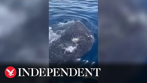 Fisherman has close encounter with massive whale shark