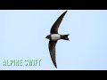Manx rarity  alpine swift in the isle of man