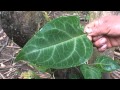 Para picadura de serpiente - Huaco * Mikania spp