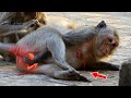 Momma Macaque Pregnant and Nearly Give Birth, Adorable Small Mom [ Loya ] She Give Birth Coming Soon