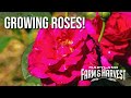 Growing Roses