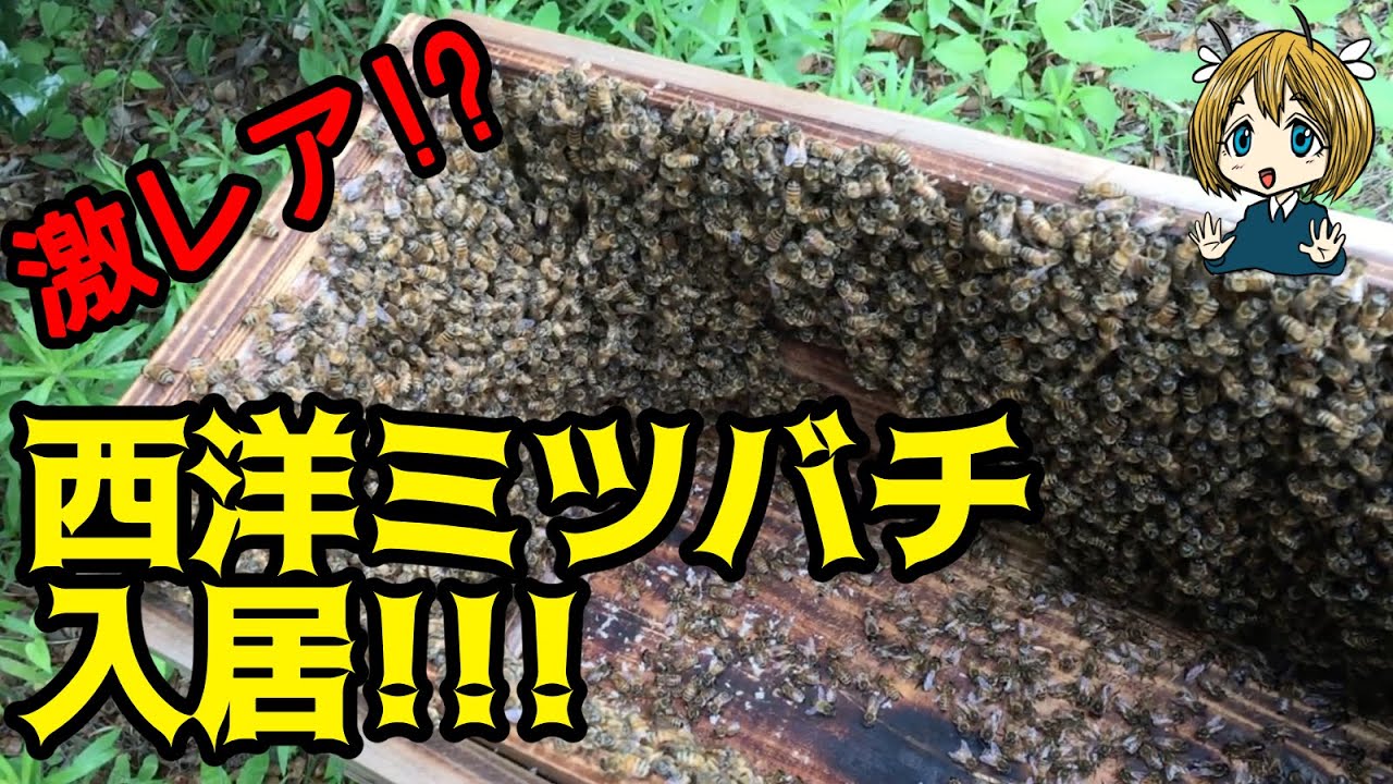 西洋ミツバチ分蜂群 西洋ミツバチ分蜂群の誘引剤 西洋ミツバチ用ルアー 10個セット