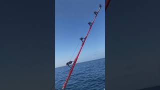 Salimos de Pesca en Barco #fishingtrips #charter #charter #charters #caboroig #charterpesca #fish