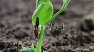 Limace Horticole Noire Sur Plantule De Pois 120426M060