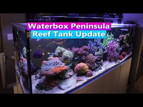 Waterbox 7225 Peninsula Reef tank Update