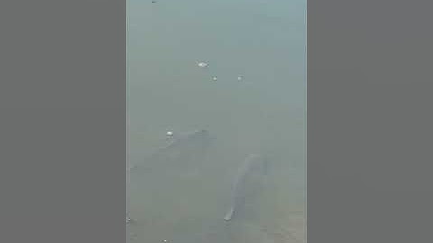 Câu  lục cá chép  ở hàn quốc