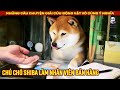 Chú chó Shiba đáng yêu làm nhân viên cửa hàng ở Tokyo Nhật Bản || Review Con Người và Cuộc Sống