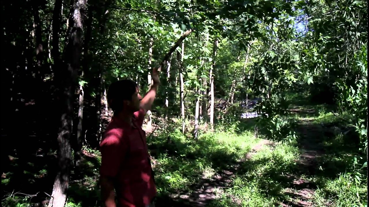 Whole Trees LLC YouTube