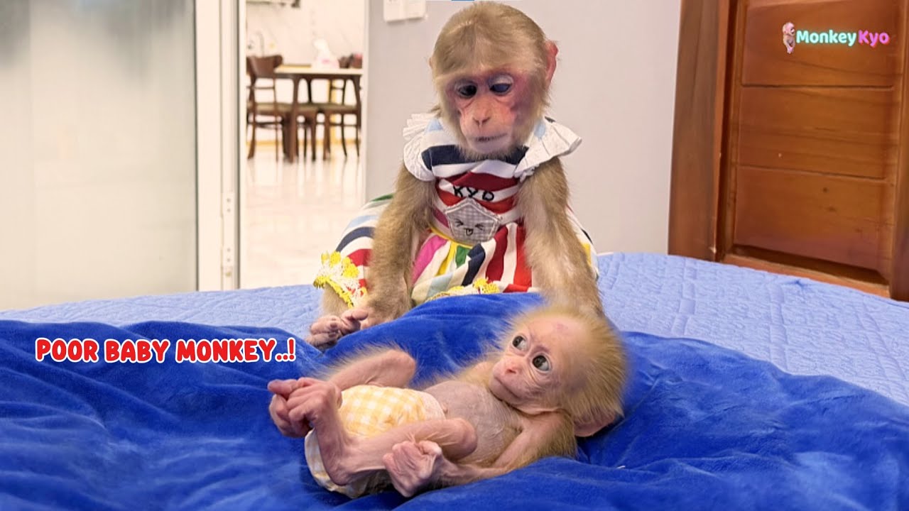 Kyo’s adorable reaction to the little monkey – Dad’s surprised!