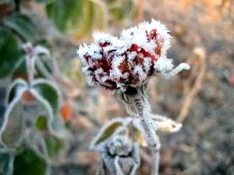 Ver Влад НЕЖНЫЙ -  ОСЕННИЙ РОМАНС no YouTube