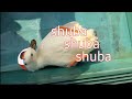 Shuba chuba subaru | Animal hololive