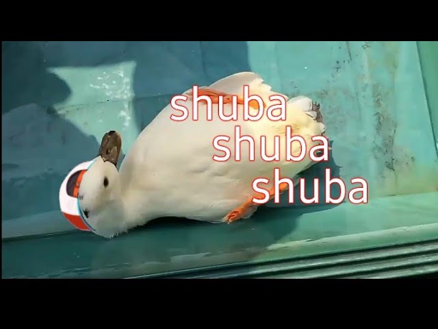 Shuba chuba subaru | Animal hololive class=