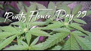 S1:E20 - Runtz Muffin Flower Day 29 - Budding