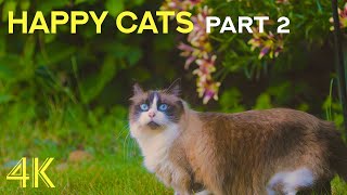 Cutest Pets in the World - Happy Cats Playing in Nature - Part 2 by Animals and Pets 207 views 9 months ago 15 minutes