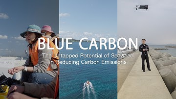 BLUE CARBON - The Untapped Potential of Seaweed in Reducing Carbon Emissions