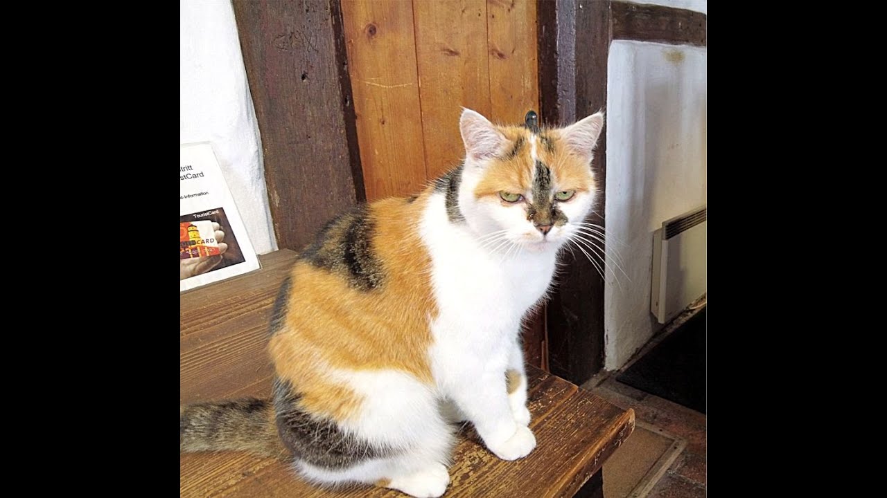 Die Wendelstein - eine Katze will hoch hinaus