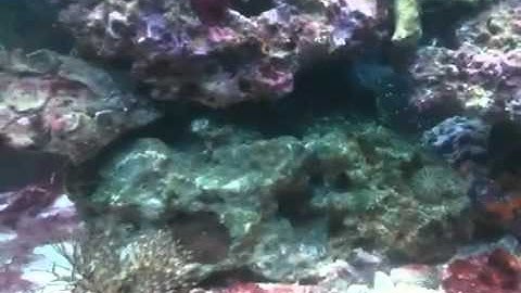 Using Chemi-Clean Product for Red Slime algae