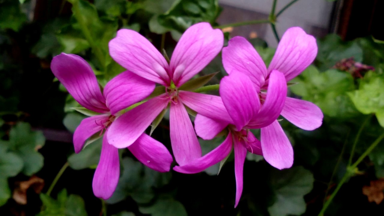 Der kleine Prinz - Kapitel 25 - XXV - Hörbuch - International Street Workout - ISW roseola