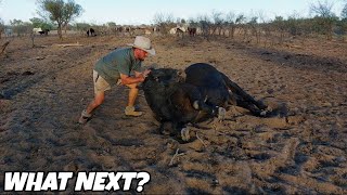 Fences vanished & a sick bull... by Outback OffroadNT 3,965 views 2 months ago 27 minutes