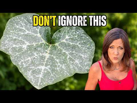 3 Summer Garden Problems Ruining Your Harvest—fix Them Now