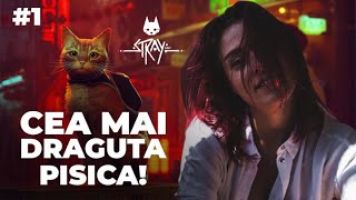 Cea mai draguta pisica - Stray
