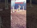 Everly and Fifi used to Everly and Indie  #equestrianjumping ##equestrian #sad#petloss#progress