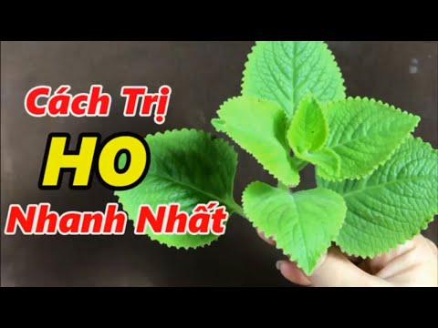 Cách trị ho nhanh nhất tại nhà bằng 1 nhánh húng chanh, ho dai dẳng đến mấy cũng khỏi chỉ sau 1 đêm