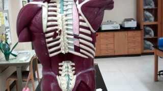 Muscles: Part 2 - Torso muscles