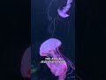 Deep Sea Jellyfish Has a Terrifying Defense Mechanism