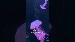 Deep Sea Jellyfish Has a Terrifying Defense Mechanism
