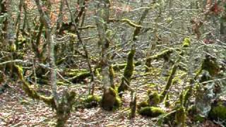 Casa Rural Urbasa Urederra Nº 546  Pirineos de Navarra - Líquenes Salazar   Irati  Nº  43  -30296