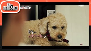 사랑이도 부담스러운 규제자의 뜨거운 눈빛... [개는 훌륭하다/Dogs Are Incredible] 20200615