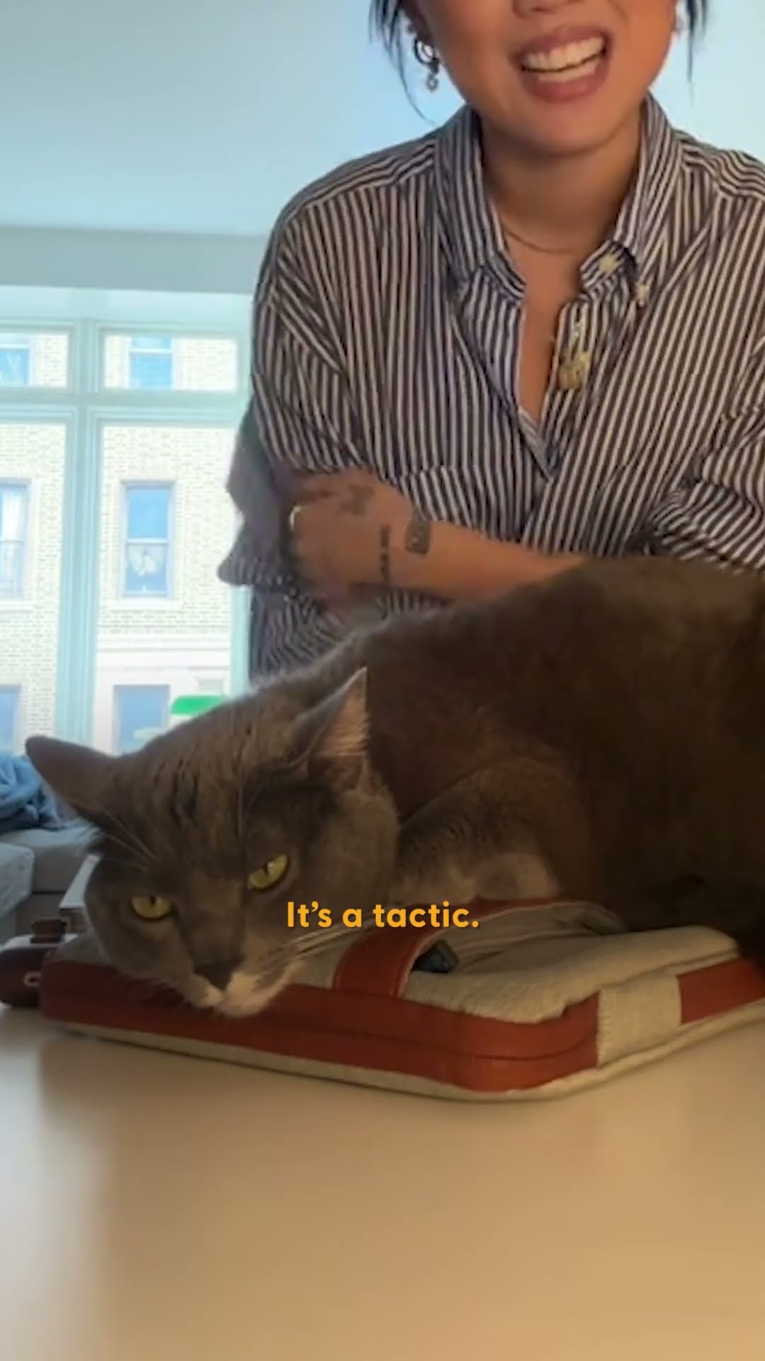 This Cat Thinks He's His Mom's Co-Worker | The Dodo