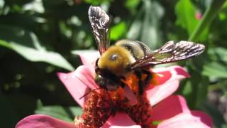 Single bumble bee feeding for 15 minutes.