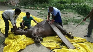 HOW VET CORRECTED TORSION OF UTERUS IN BUFFALO & COW AND SAVED LIFE & REMOVED CALF /TORSION  UTERUS