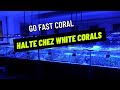 Go fast coral  halte chez white corals